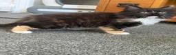 Mixed Breed cats for sale: Kittens for good homes - Advert 30