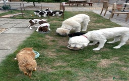Standard Poodle dogs for sale: Standard Poodle x St Berdoodle  - Image 35