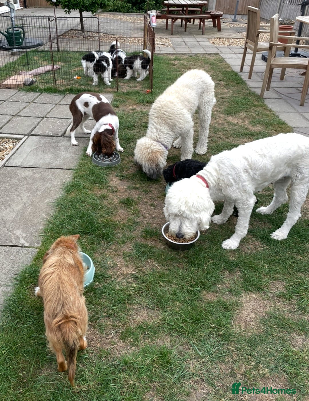 Standard Poodle dogs for sale: Standard Poodle x St Berdoodle  - Image 35