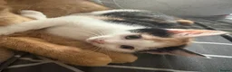Mixed Breed cats for sale: Beautiful Calico Girls - Advert 10