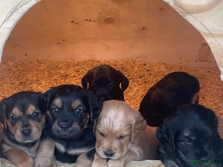 Mixed Breed dogs - Advert 3