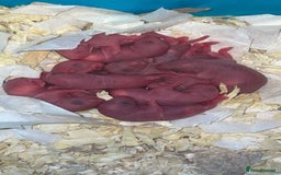 Rat rodents for sale: Beautiful baby rats looking for forever homes! - Image 2