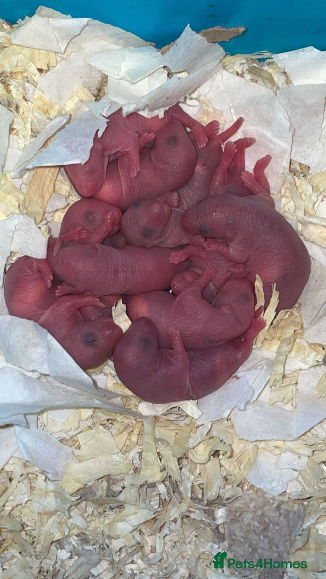 Rat rodents for sale: Beautiful baby rats looking for forever homes! - Image 2
