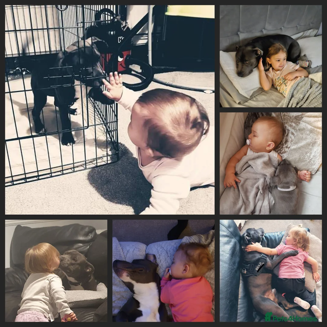 Staffordshire Bull Terrier dogs for stud: BLUE Proven 50+ litters, natural and artificial  in Erith - Advert 10