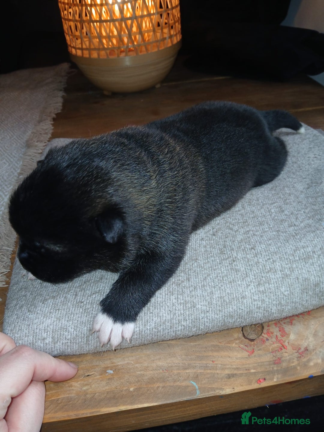 Akita dogs for sale: American Akita puppies on the way 21st of November - Advert 6