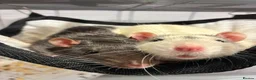 Rat rodents for sale: Two male rats for sale in Honiton - Advert 1