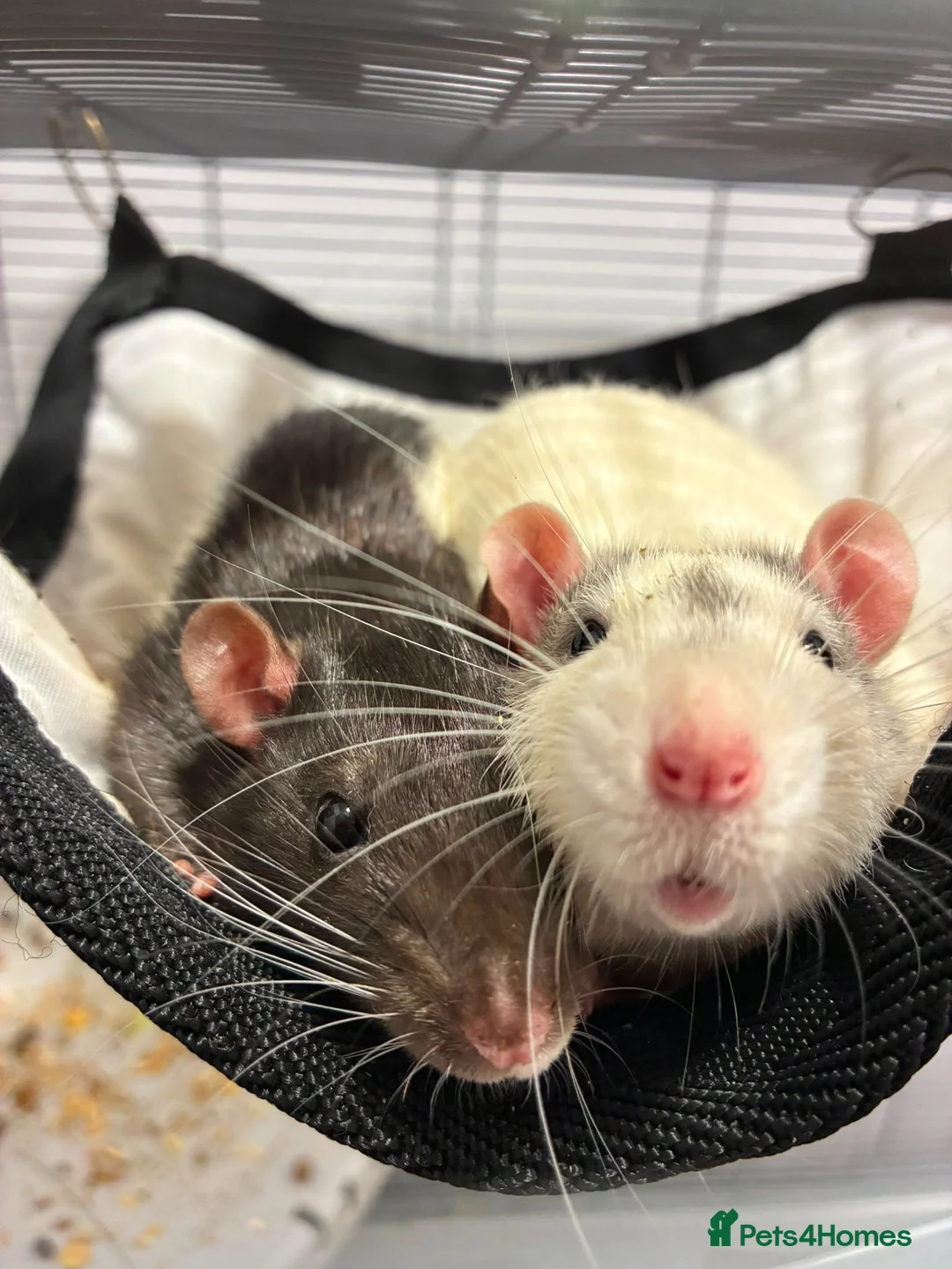 Rat rodents for sale: Two male rats for sale in Honiton - Advert 1
