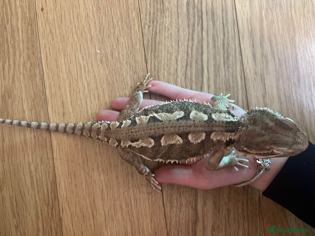 Dragon reptiles for sale: Miracle  - Advert 2