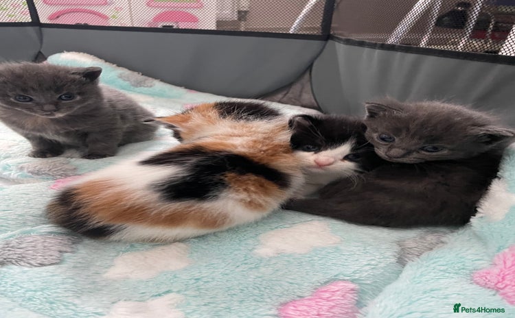 Domestic Shorthair cats - Advert 2
