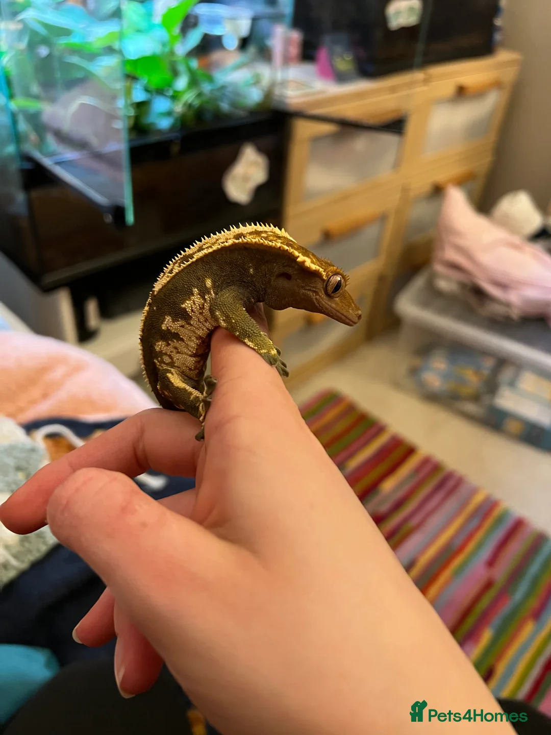 Gecko reptiles for sale: Crested Gecko- loving home wanted  in Norwich - Advert 5