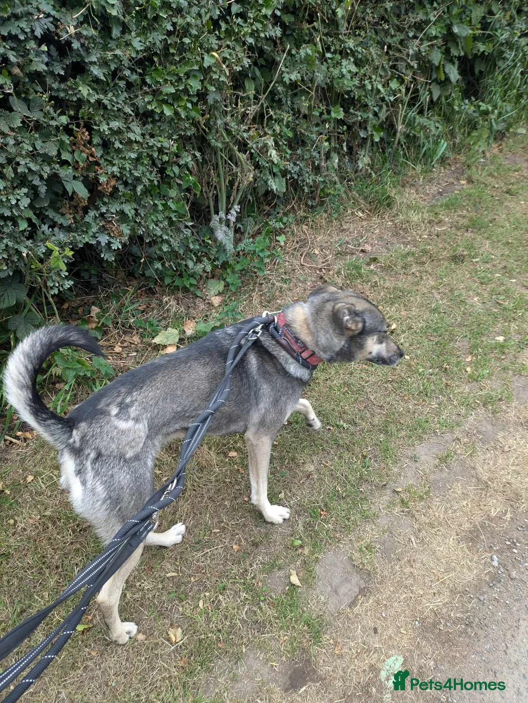 Mixed Breed dogs for adoption: Meet Joy, currently residing in Cheshire  in Nantwich - Advert 12