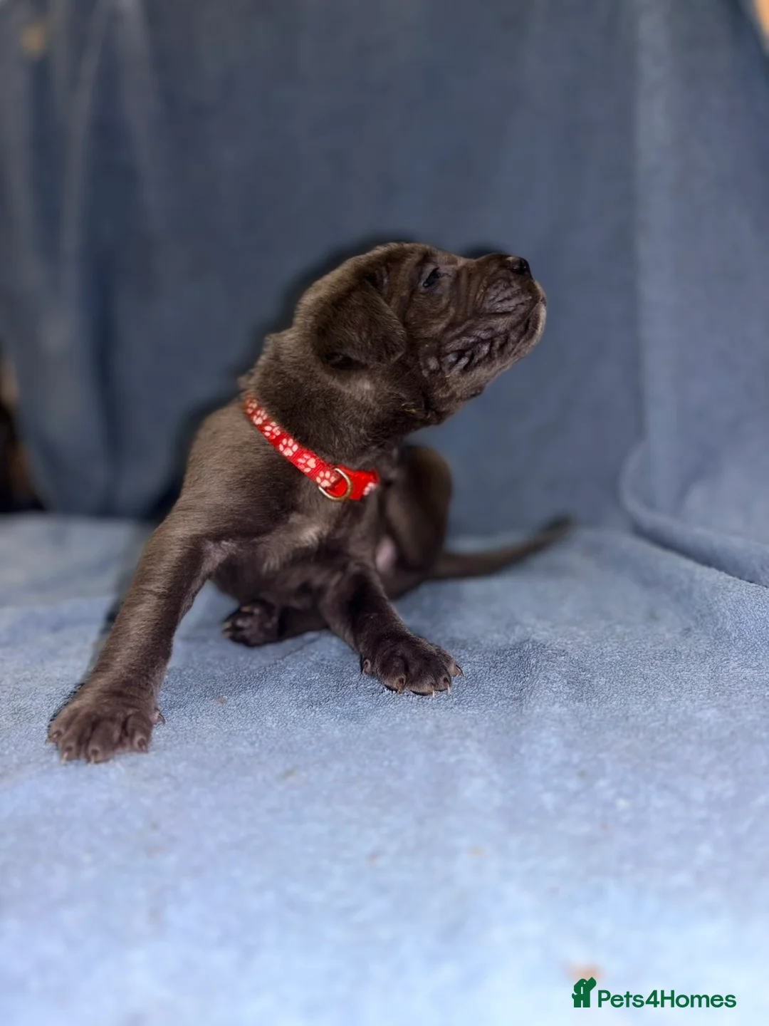 Cane Corso dogs for sale: 🏆 CHAMPION CANE CORSO PUPS 🏆/KC REGISTERED MERLE - Advert 29