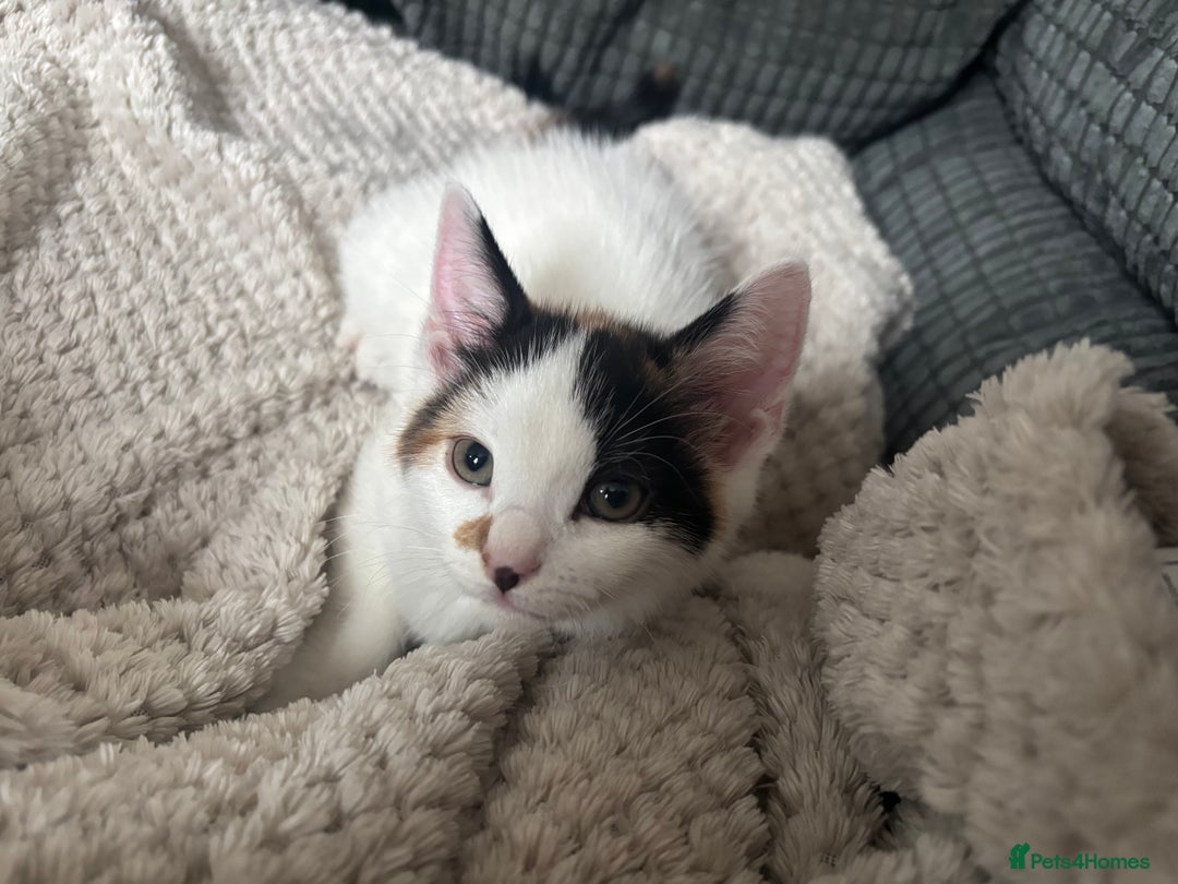 Mixed Breed cats for sale: 2 ginger black and mostly white kittens both f  - Image 4