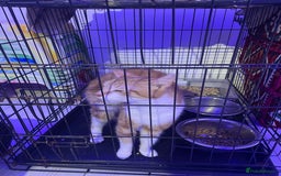 Mixed Breed cats for sale: ****** for sale comes with cage. - Image 3