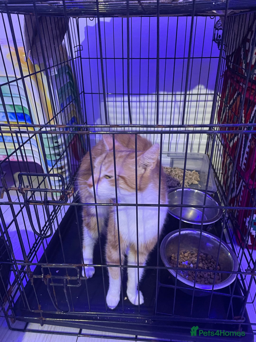 Mixed Breed cats for sale: ****** for sale comes with cage. - Image 3