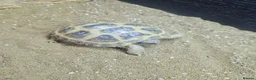 Tortoise reptiles for sale: Horsefield tortoises - Advert 4