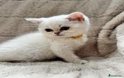 British Shorthair cats for sale: Champion sired Golden Colourpoint Kittens  - Image 4