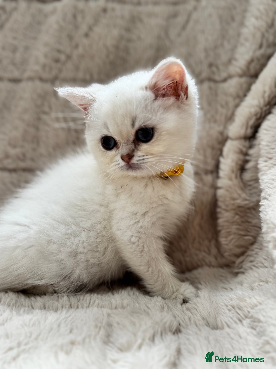 British Shorthair cats for sale: Champion sired Golden Colourpoint Kittens  - Image 4