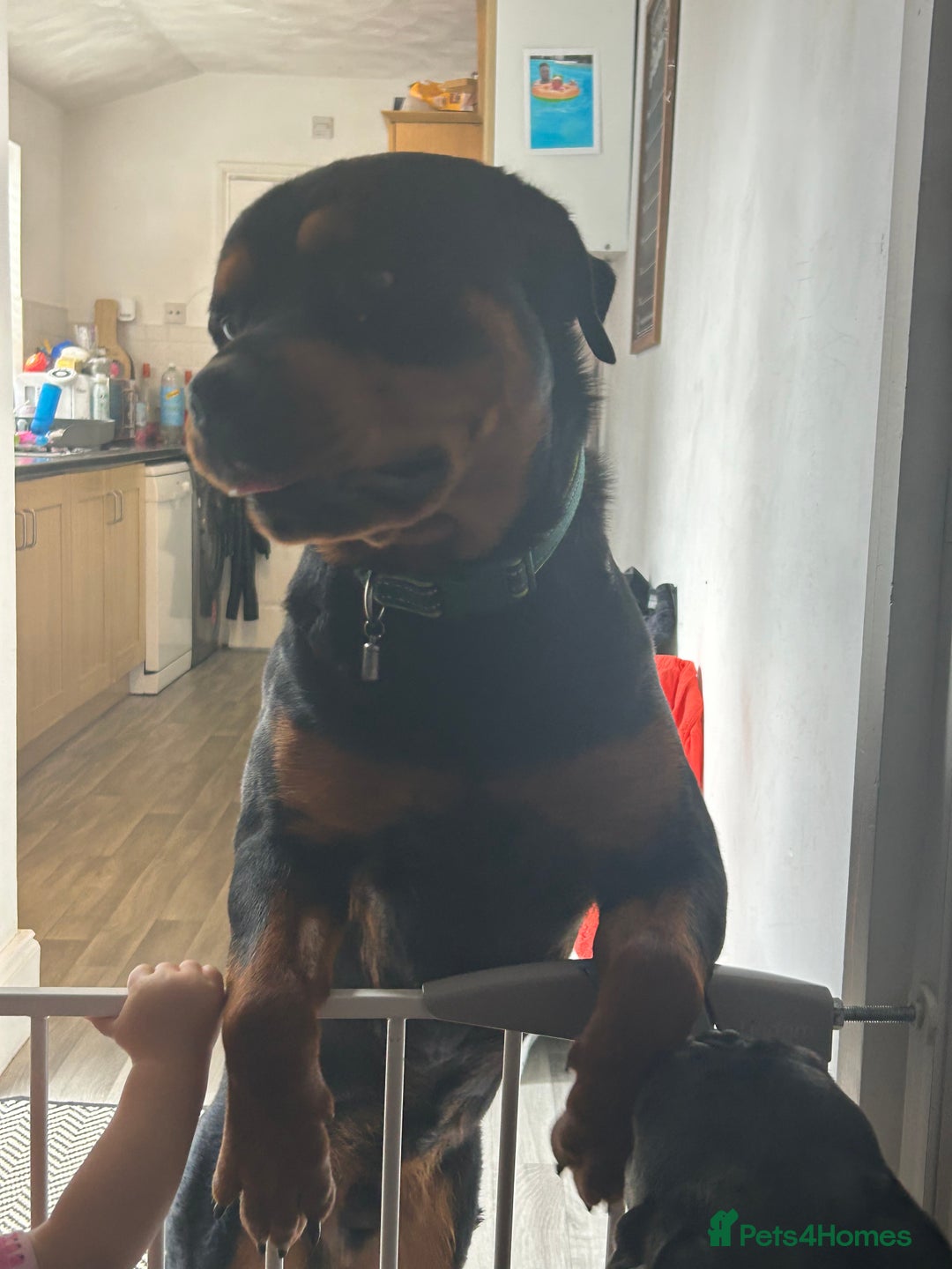 Rottweiler dogs for sale: Rottweiler boy dog approx 1 and half years old - Image 2