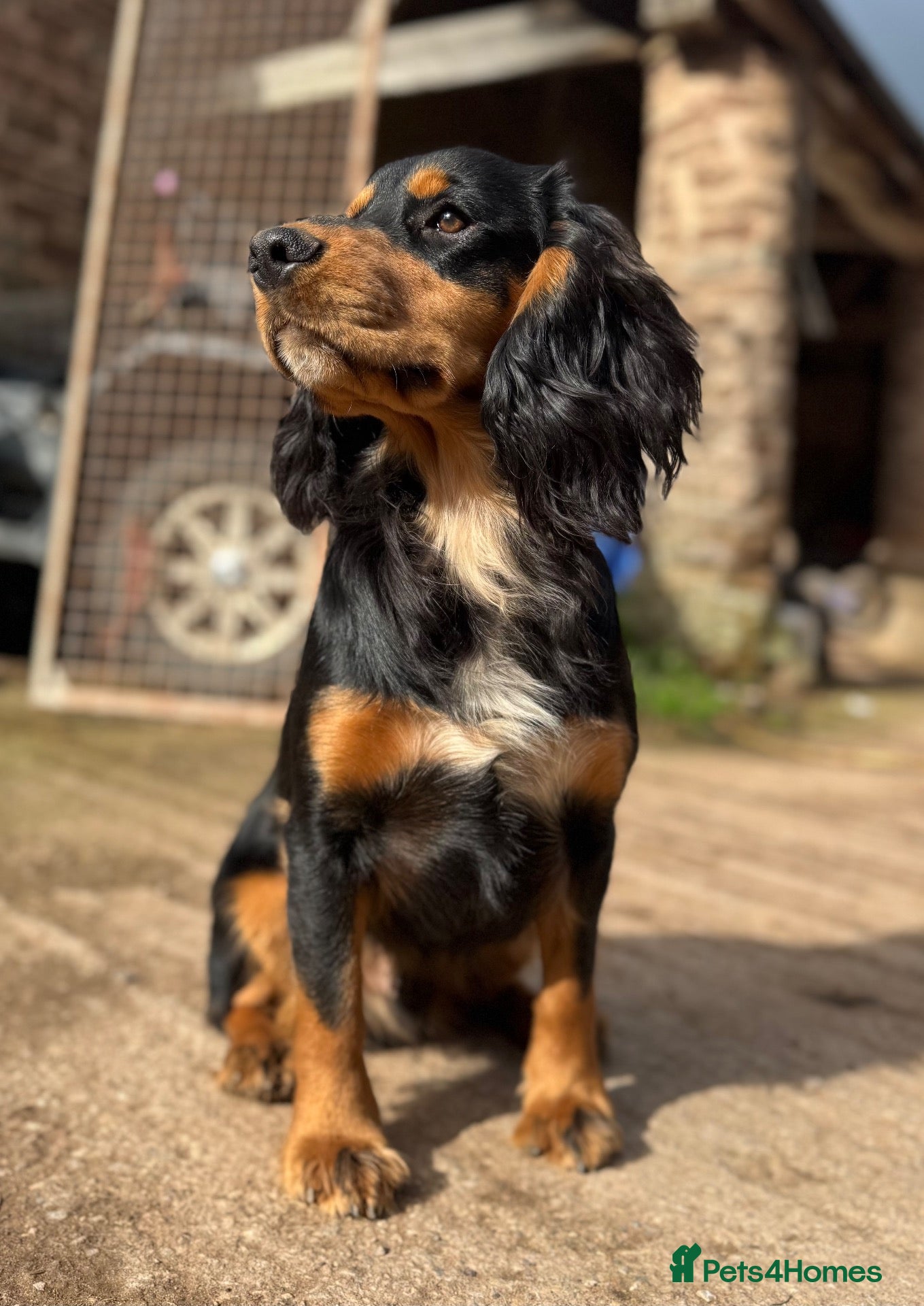 Cocker Spaniel dogs Cocker spaniel for stud - Advert 1