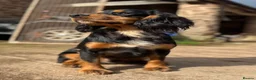 Cocker Spaniel dogs for stud: Cocker spaniel for stud - Advert 1