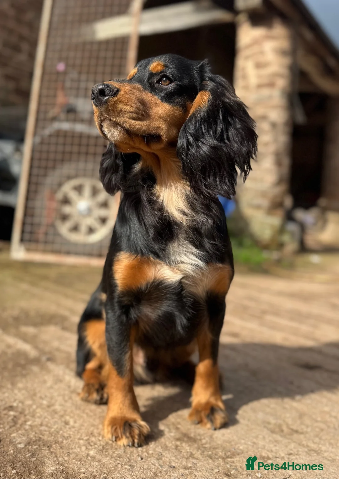 Cocker Spaniel dogs for stud: Cocker spaniel for stud - Advert 1