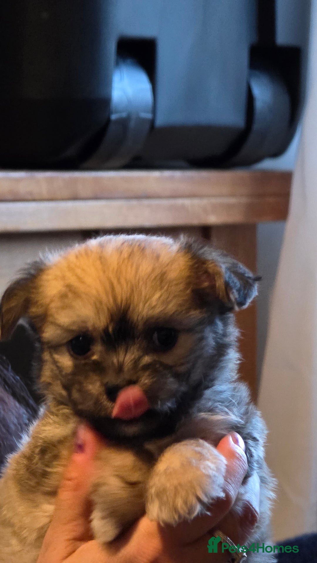 Mixed Breed dogs for sale: 3 cute lil Chihuahua X Chinese Crested puppies - Image 2