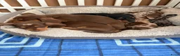 Dachshund dogs for sale: Absolutely gorgeous litter of 5 dachshund puppies - Advert 28