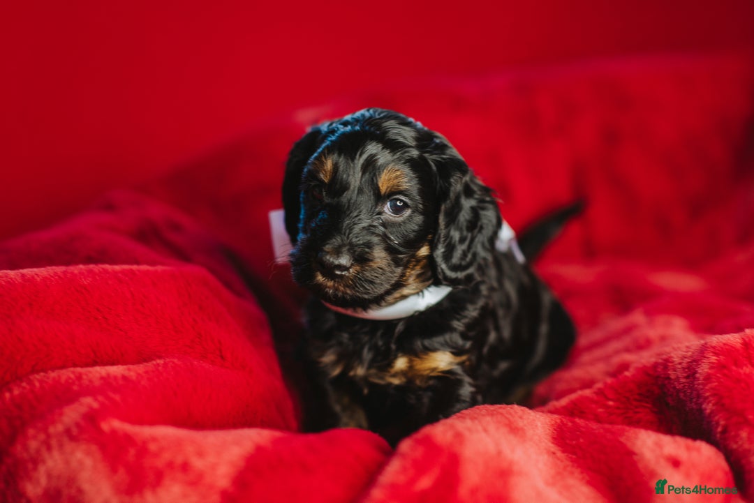 Cockapoo dogs for sale:  READY NOW!! 💙🐶💙2 boys Amazing F1b Cockapoos  - Advert 23