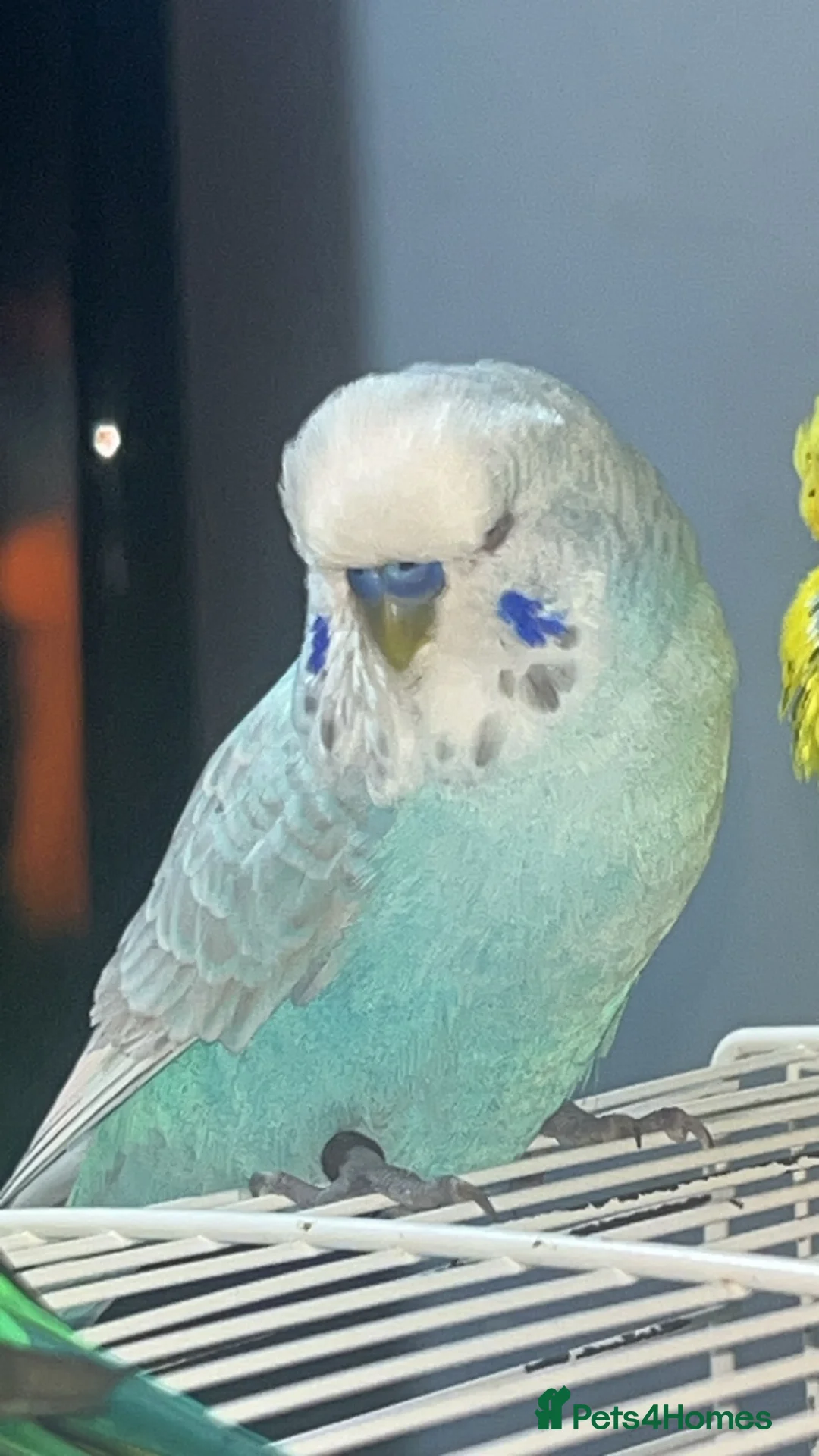 Mixed Breed birds for sale: 3 budgies 2 parakeets - Advert 5