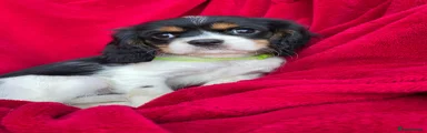 Cavalier King Charles Spaniel 6