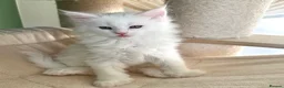 Maine Coon cats for sale: Polydactyl Maine coon kittens  - Advert 1