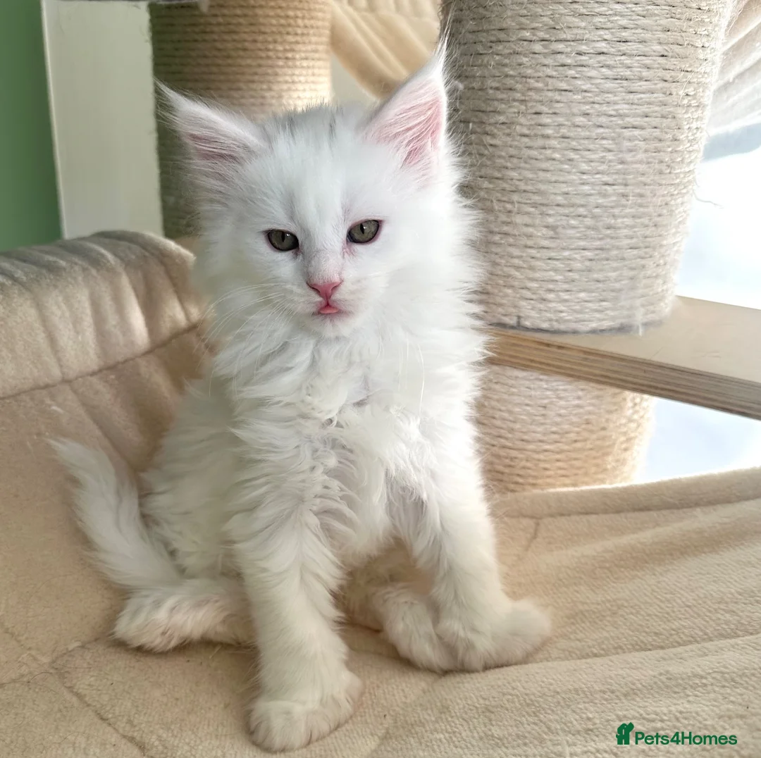 Maine Coon cats for sale: Polydactyl Maine coon kittens  - Advert 1