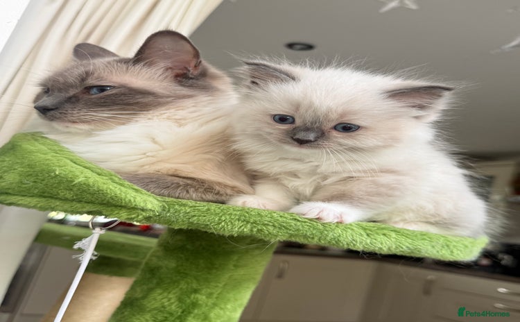 Ragdoll cats - Advert 10