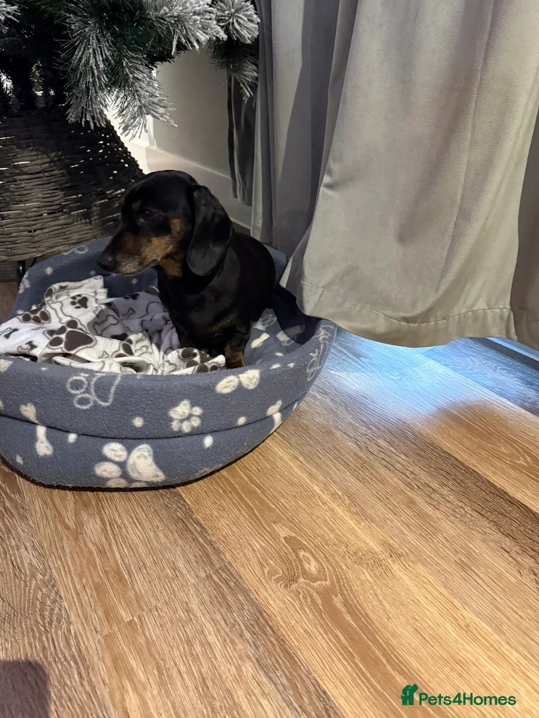 Dachshund dogs for sale: Daxie - Advert 3