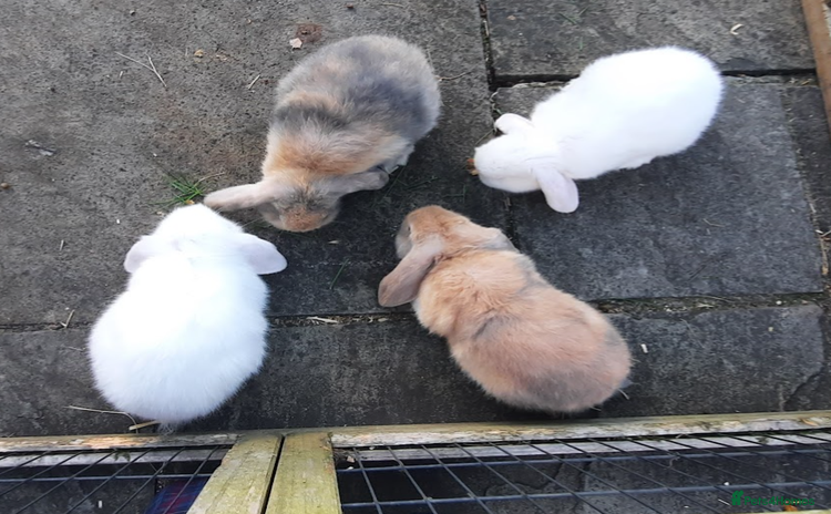 Mini Lop rabbits - Advert 5