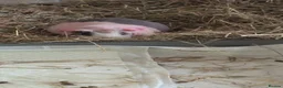 Guinea Pig rodents for sale: Skinny pig - Advert 2