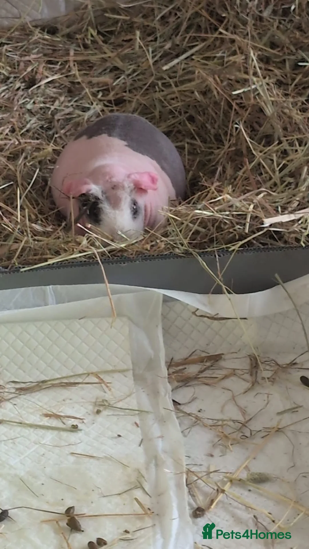 Guinea Pig rodents for sale: Skinny pig - Advert 2