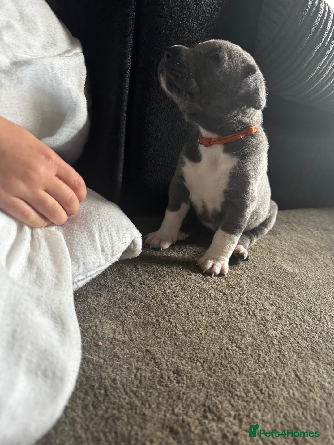 Cane Corso dogs for sale: Beautiful rare cane corso with white legs  - Advert 7