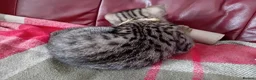 Bengal cats for sale: Bengal Kittens: Princess, Hunter & Friend - Advert 8