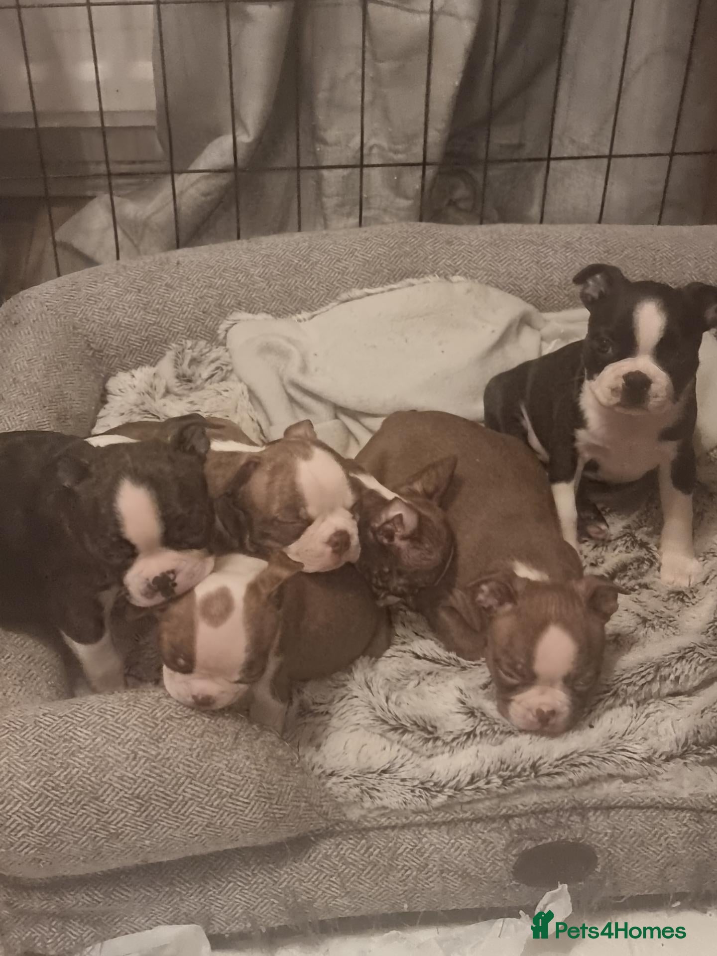 Boston Terrier dogs Stunning Boston Terrier Puppies - Advert 3