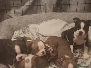 Boston Terrier dogs Stunning Boston Terrier Puppies - Advert 3
