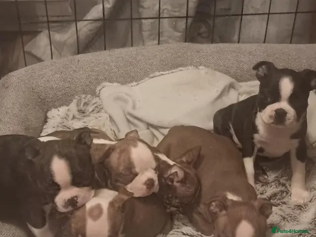 Boston Terrier dogs *READY TO LEAVE* Stunning KC Boston Terrier Pups - Advert 6