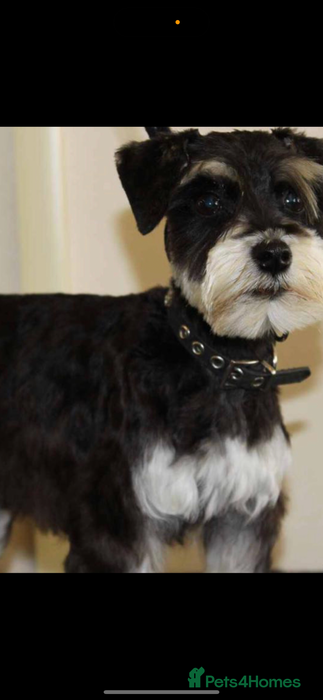 Miniature Schnauzer dogs for sale: Absolutely stunning girl 18months old  - Advert 8