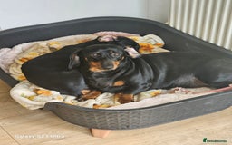 Dachshund dogs for sale: Dachshund puppies  - Image 5