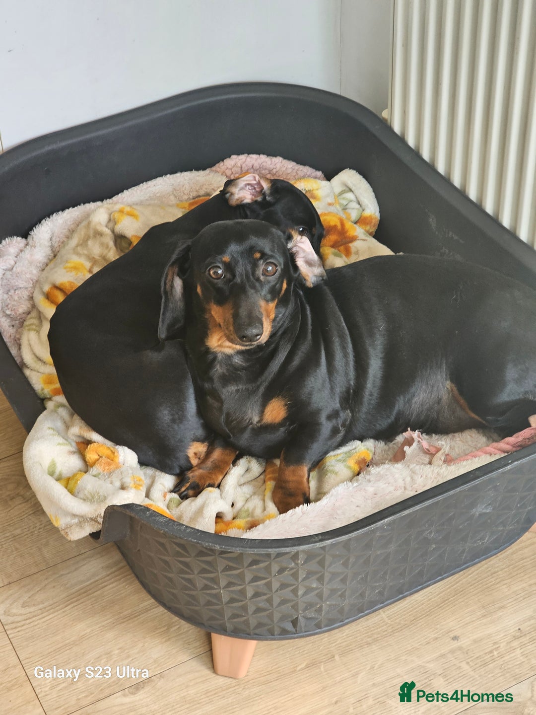 Dachshund dogs for sale: Dachshund puppies  - Image 5