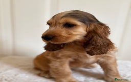 Cocker Spaniel dogs for sale: Last 2 boys fully vaccinated health checked  - Image 29