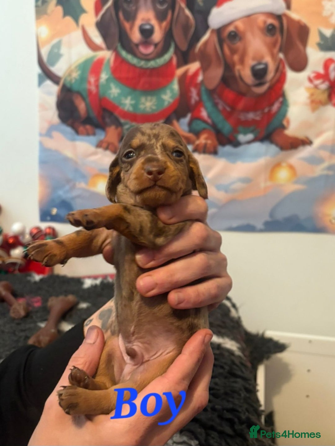 Dachshund dogs for sale: Beautiful kc Standard Dachshund Puppies  - Advert 5