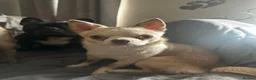 Mixed Breed dogs for sale: Chihuahua cross frenchie puppies in Stoke-sub-Hamdon - Advert 13