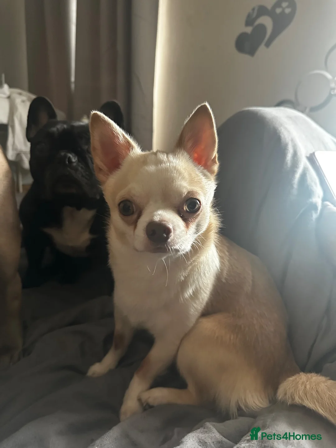 Mixed Breed dogs for sale: Chihuahua cross frenchie puppies in Stoke-sub-Hamdon - Advert 13